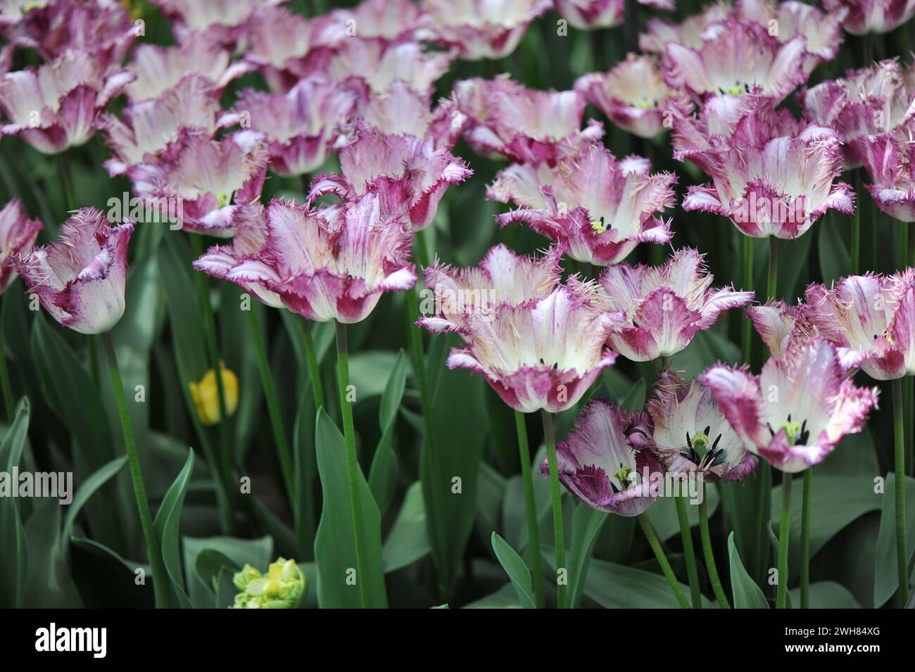 Weiß mit violetten Kanten Fransen Tulpen (Tulipa) Colour Fusion Blüte in einem Garten im April Stockfoto