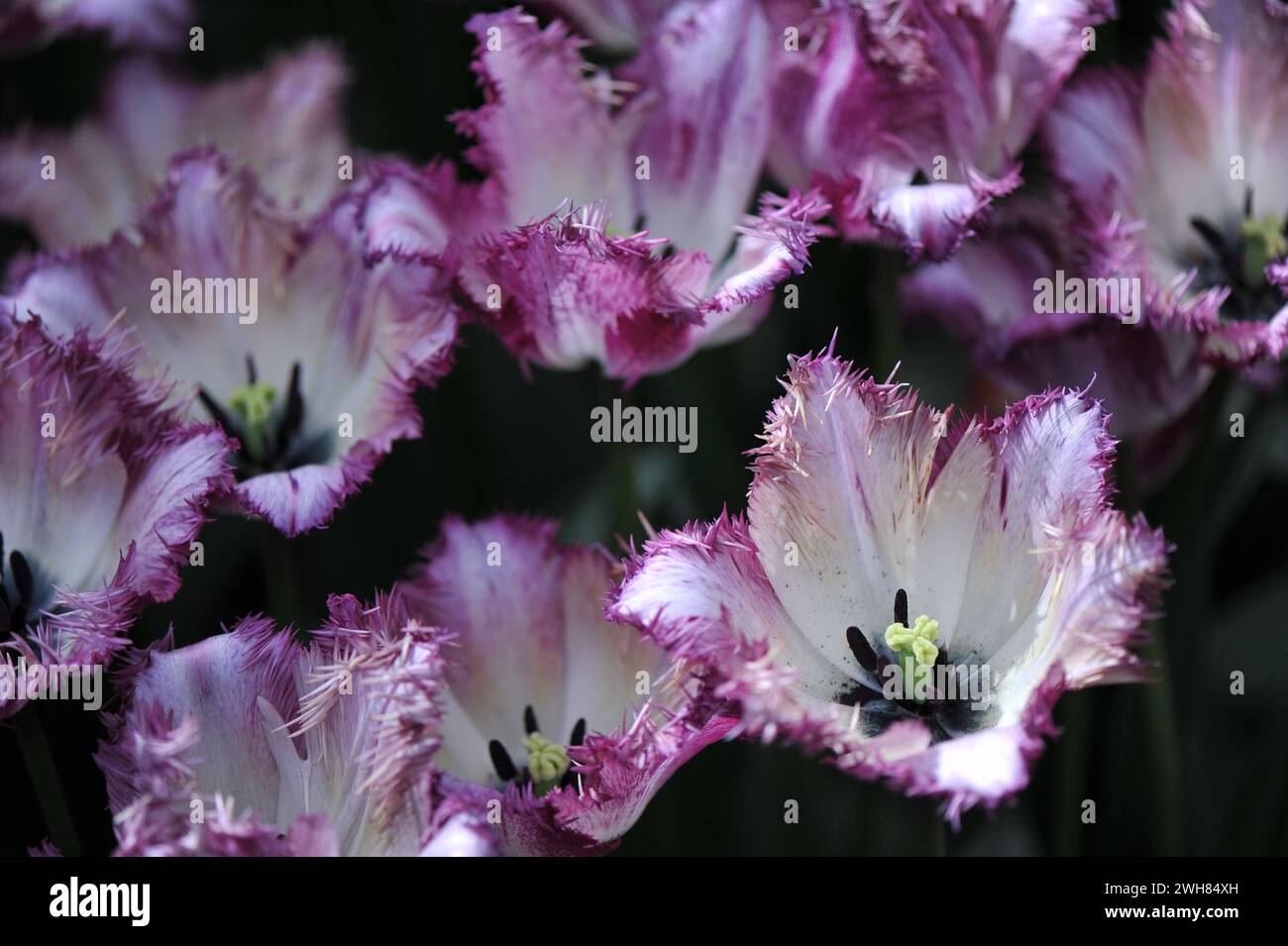 Weiß mit violetten Kanten Fransen Tulpen (Tulipa) Colour Fusion Blüte in einem Garten im April Stockfoto