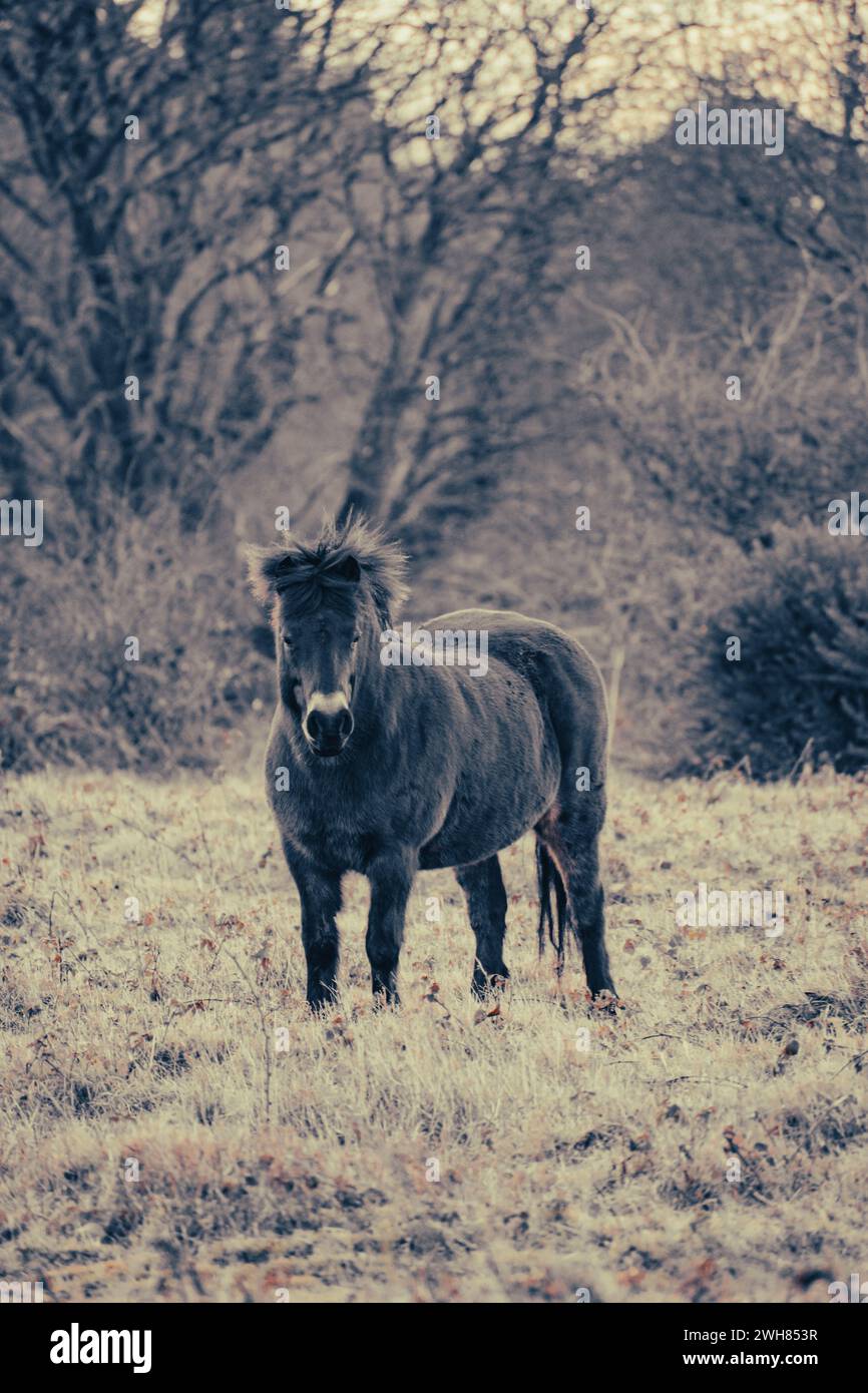 Shetland Pony weidet auf den Quantocks - Somerset, England Stockfoto