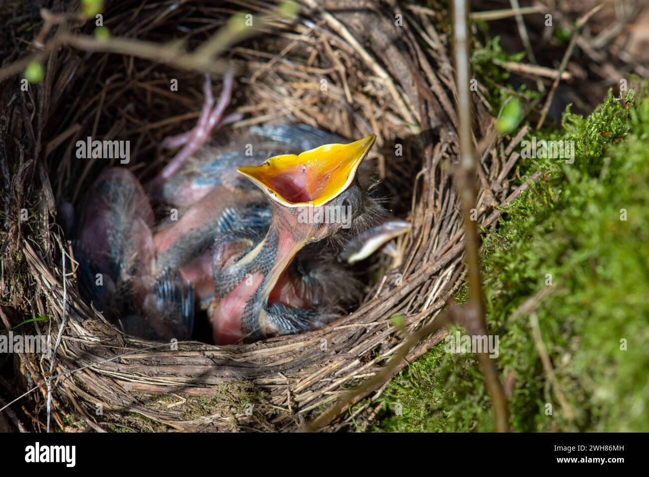 Amselküken, noch nicht flügge Amselküken im Nest Amsel, gerade ausgebrütet *** Schwarzvogelküken, noch nicht flügge Schwarzvogelküken im Nest Blackbir Stockfoto