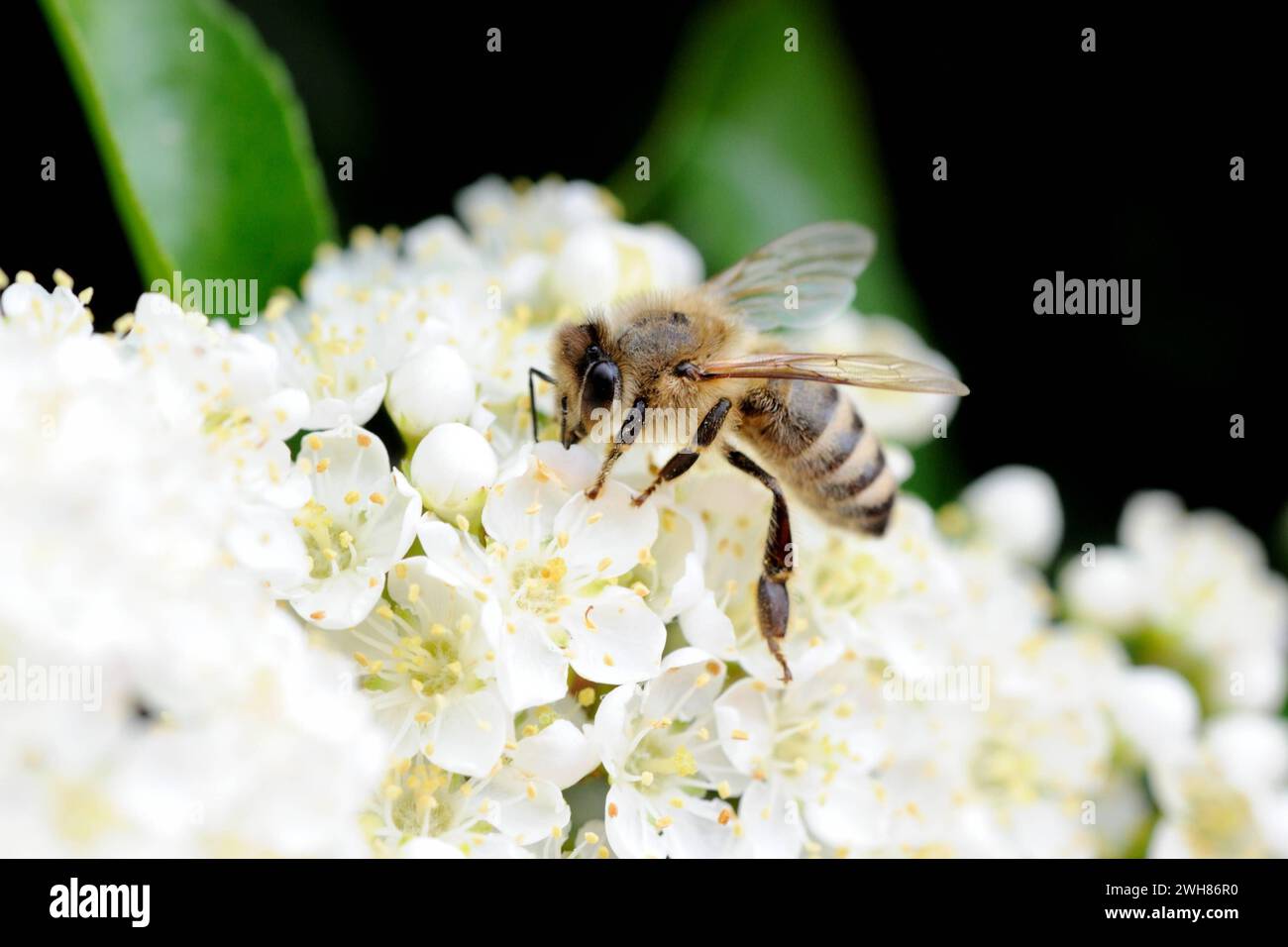 Bienen auf Blüten Bienen auf Blüten Blüten mit Bienen *** Bienen auf Blumen Bienen auf Blumen Blumen Blumen mit Bienen Stockfoto