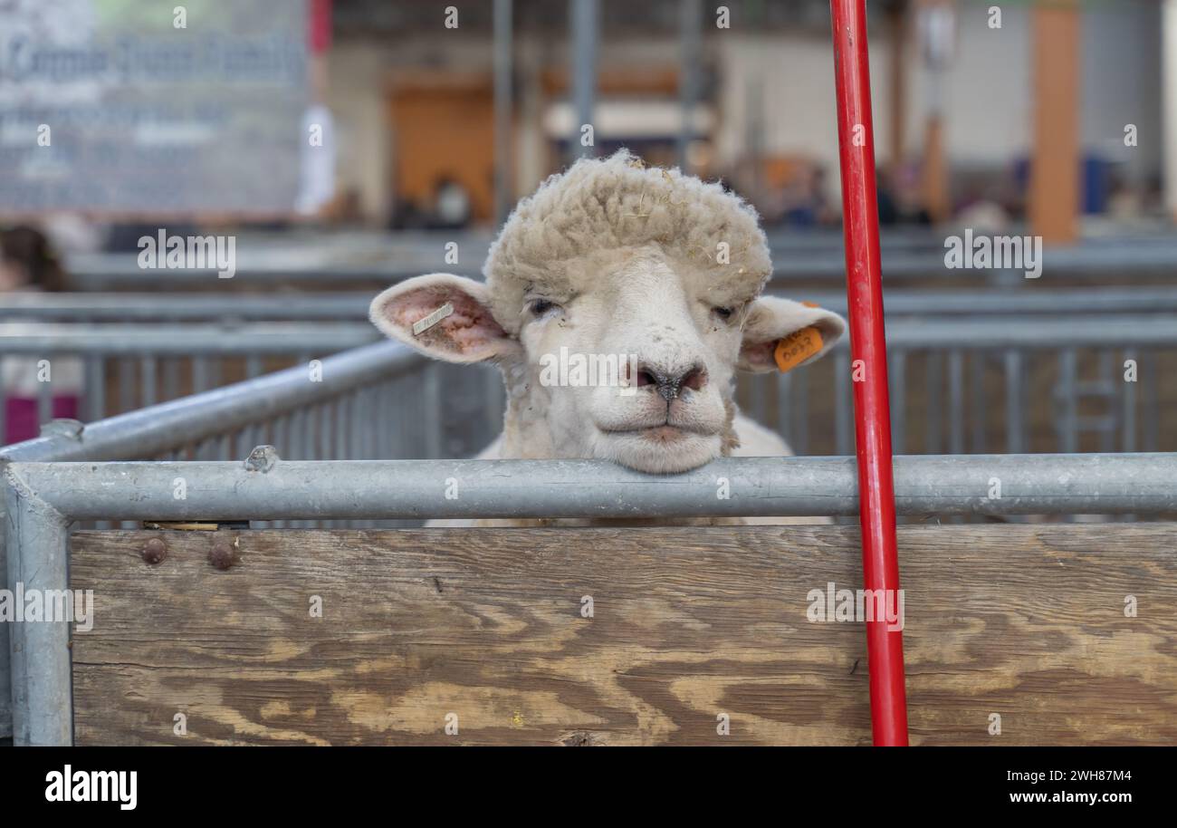 Gelangweilte Schafe in seinem Stall bei der Pennsylvania Farm Show in Harrisburg, Pennsylvania Stockfoto