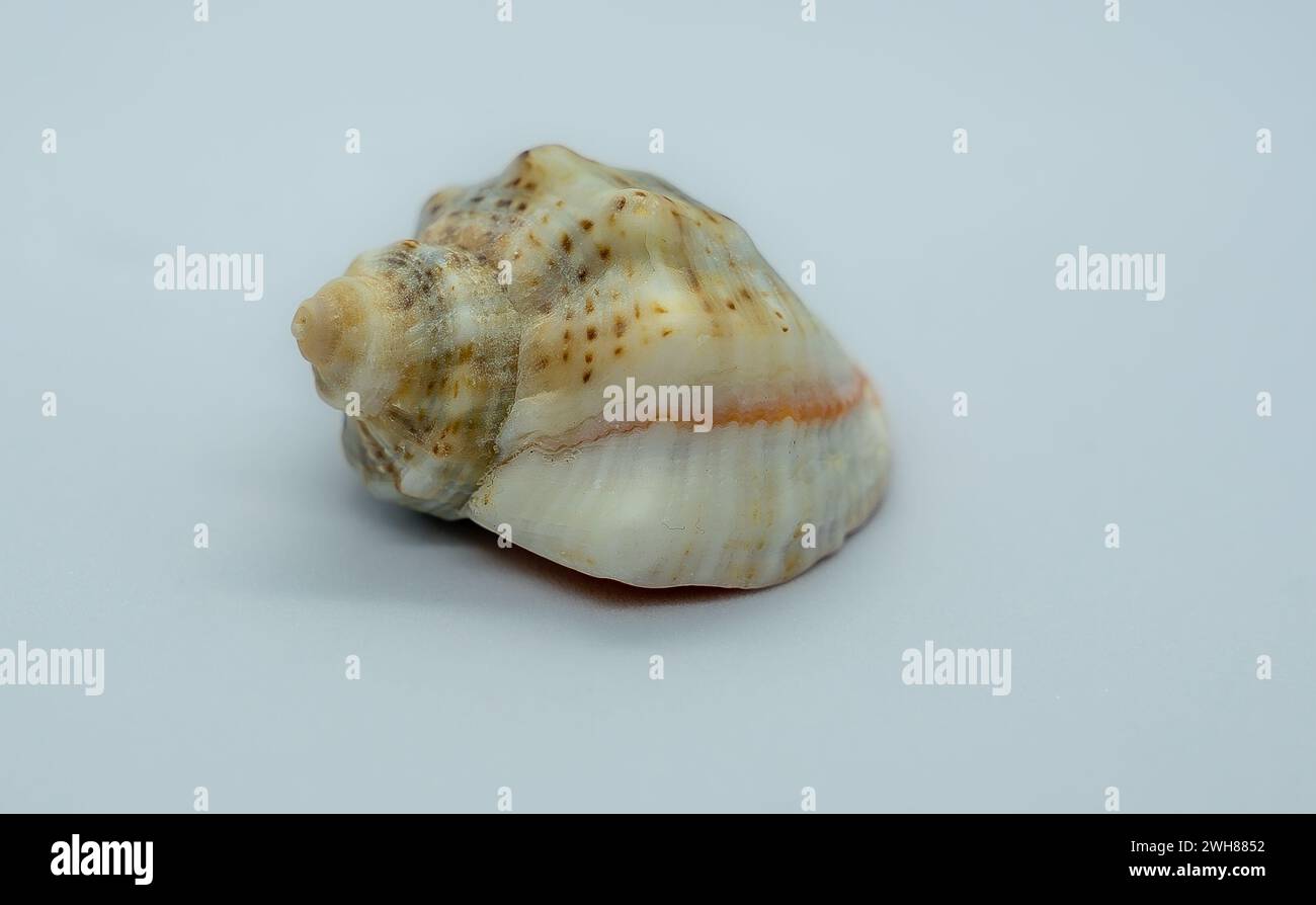 Eine einsame Muschel auf einem unberührten weißen Hintergrund bietet viel Platz für individuelle Anpassungen Stockfoto