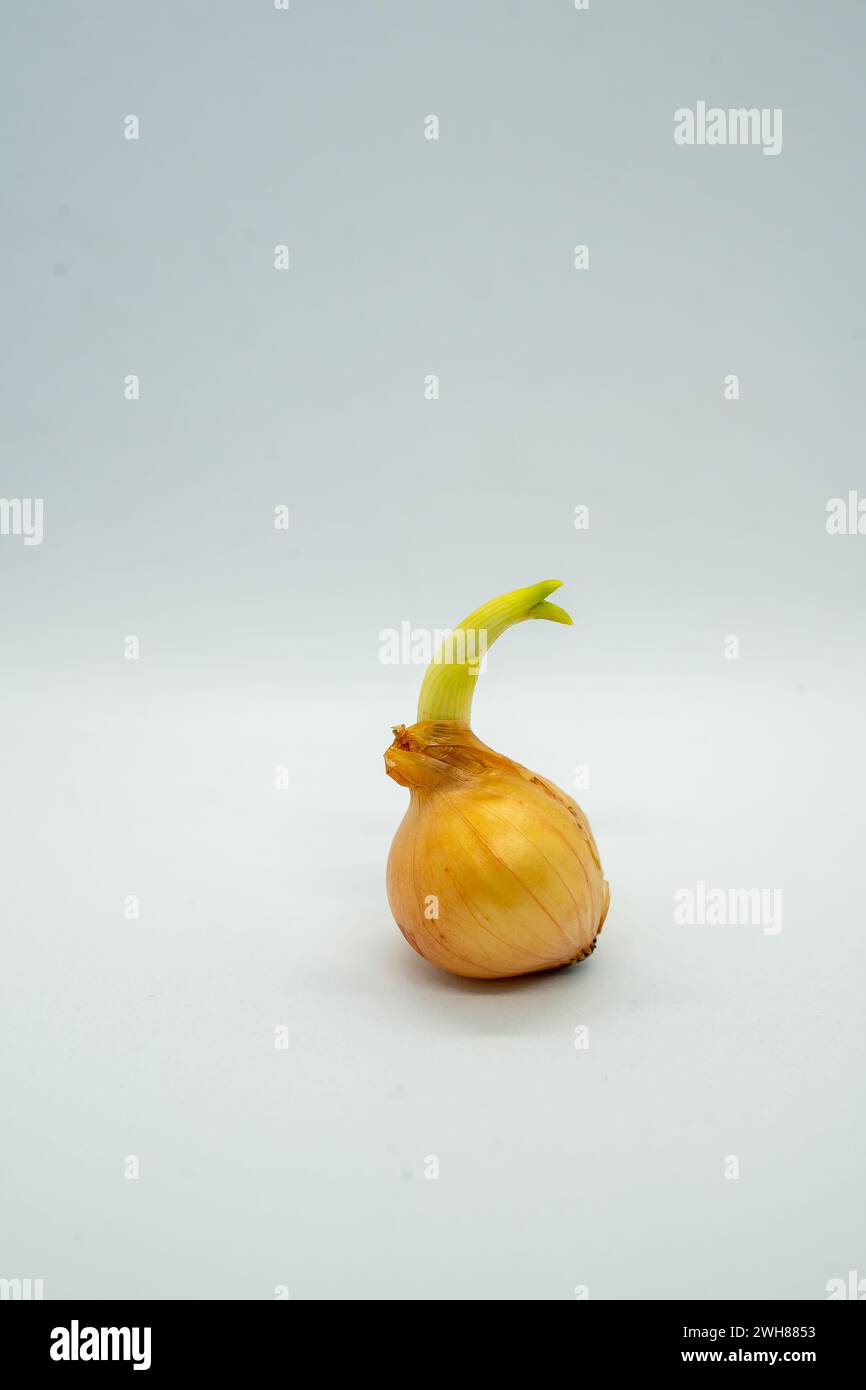 Frische Zwiebeln mit einem schmalen grünen Stiel, der auf einer Holzoberfläche liegt Stockfoto