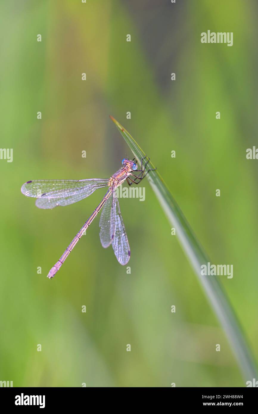 Binsenjungfer - Lestes Sponsa Stockfoto