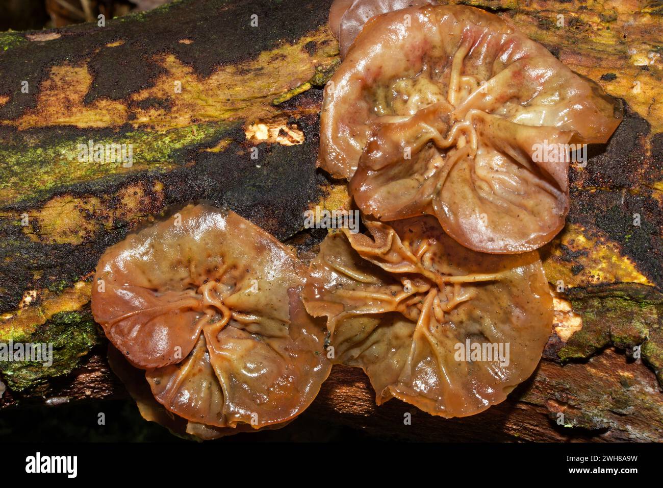 Auricularia auricula-judae (Jelly Ohr) ist eine Pilzart, die auf Holz, insbesondere Holunder, wächst. Sie ist in ganz Europa weit verbreitet. Stockfoto