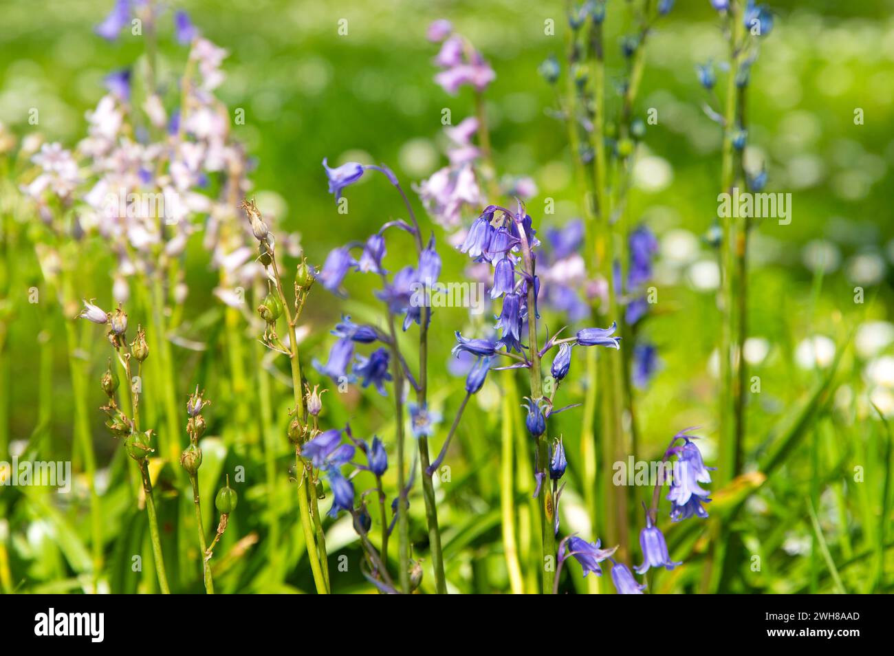 Blumen blühen im St James’s Park, London. Stockfoto