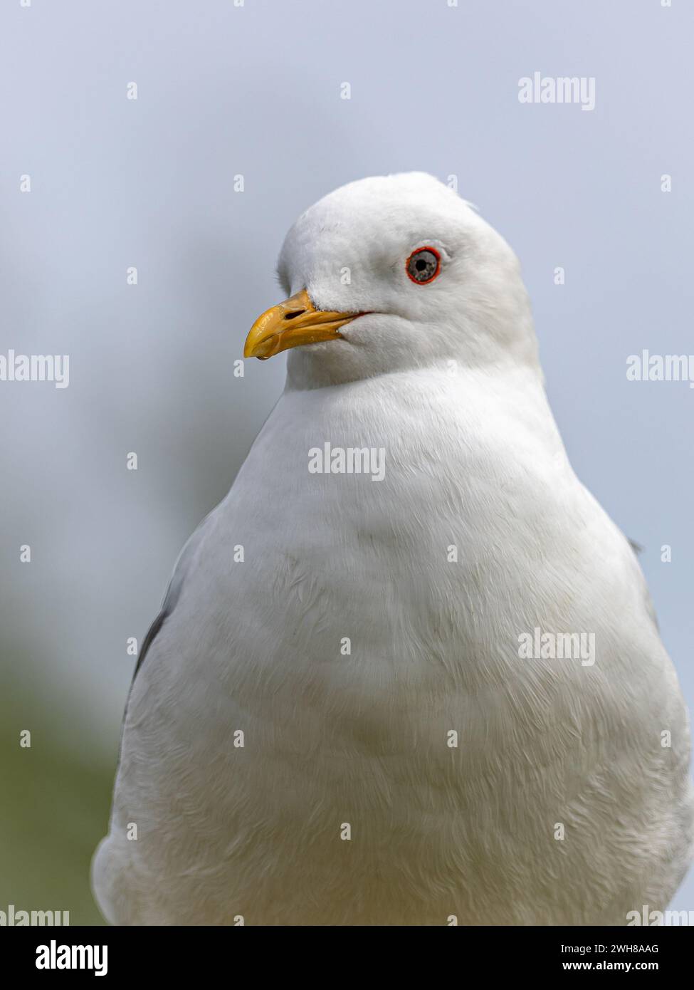 Seagull posiert Stockfoto