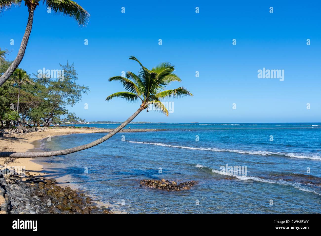 Eine gekrümmte Kokospalme (Cocos nucifera) neigt sich zum Meer. Stockfoto