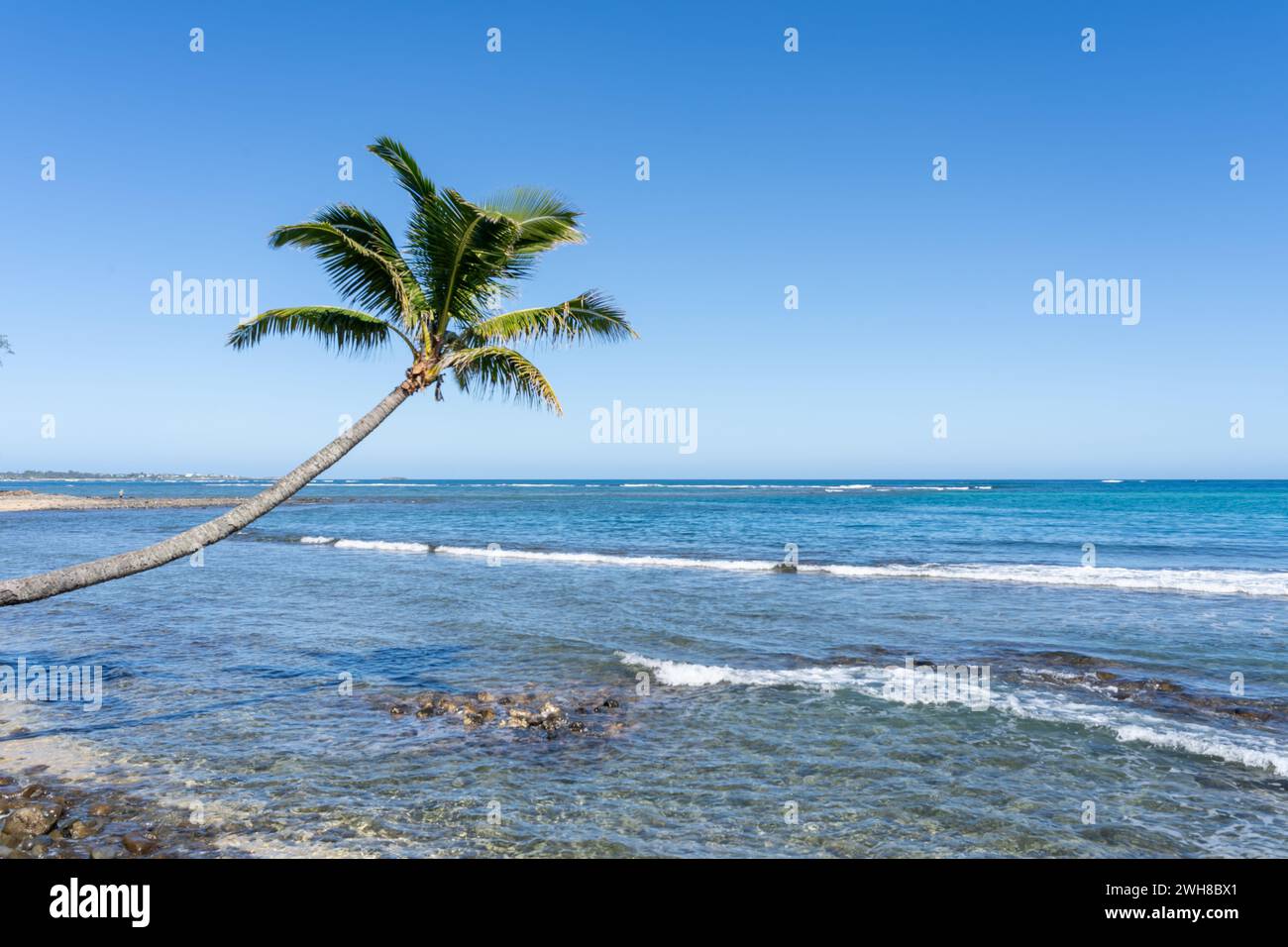 Eine gekrümmte Kokospalme (Cocos nucifera) neigt sich zum Meer. Stockfoto