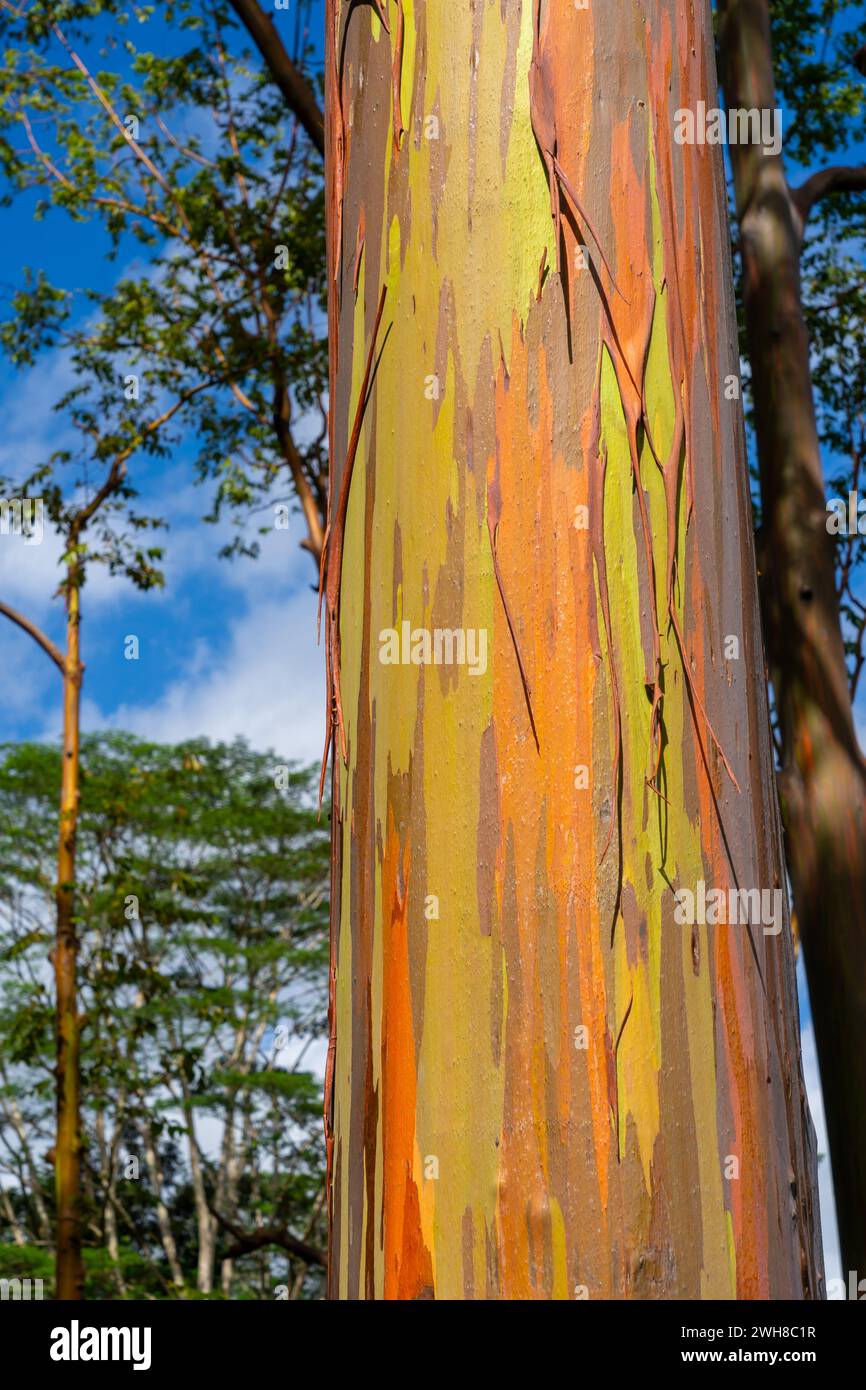 Regenbogeneukalyptusbaum am Keahua Arboretum in der Nähe von Kapa'a, Kauai, Hawaii. Stockfoto