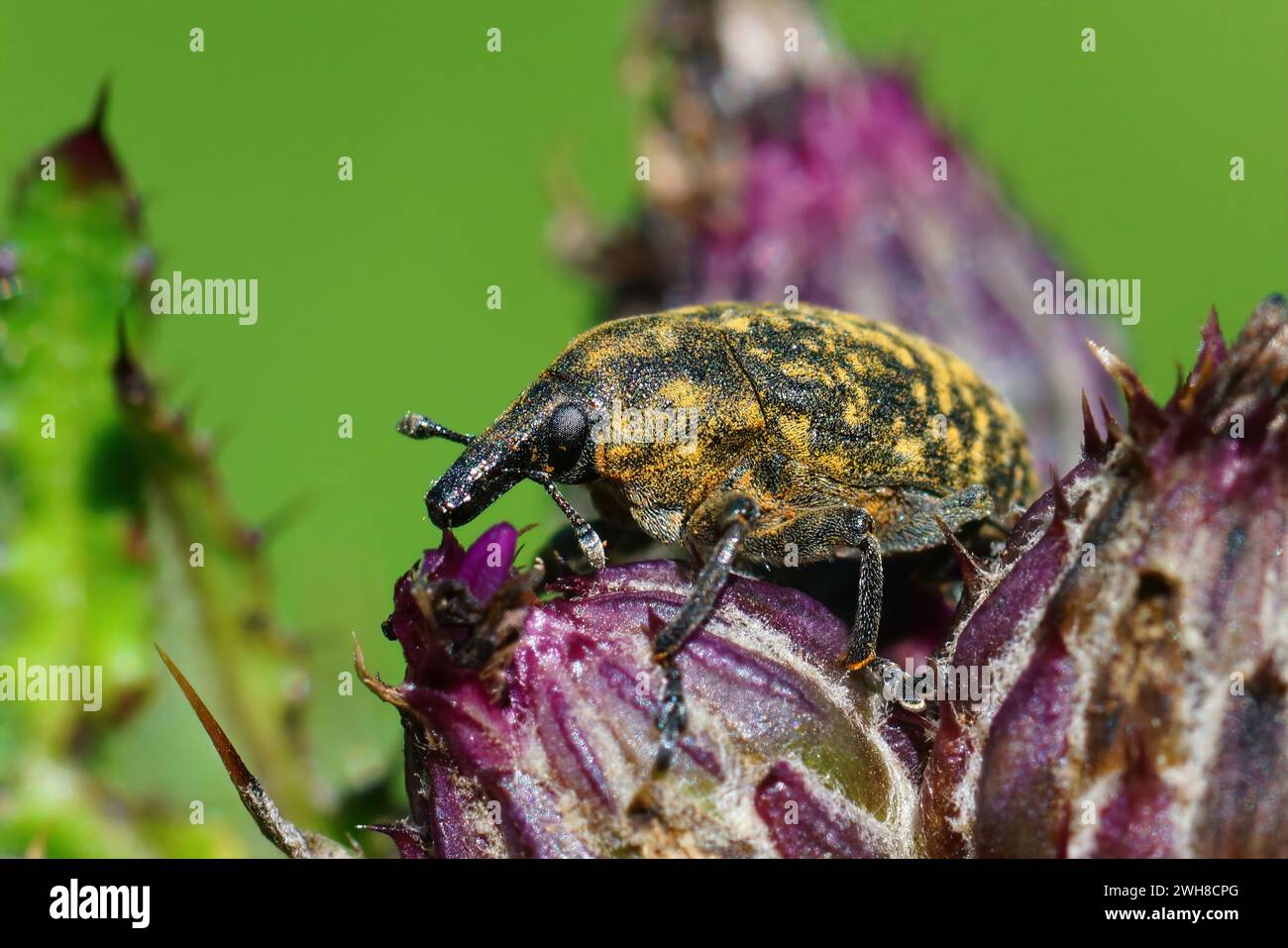 Natürliche Nahaufnahme einer Parasitendistel, die Käfer infiziert, Larinus turbinatus auf seiner Wirtspflanze Stockfoto