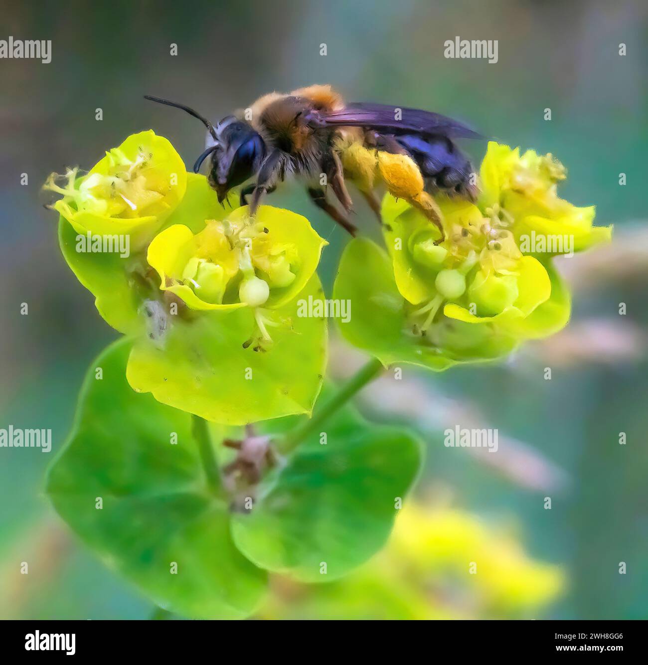 Bergbaubiene, andrena sp. Das Trout Brook Nature Sanctuary in St. Paul, Minnesota, USA. Stockfoto