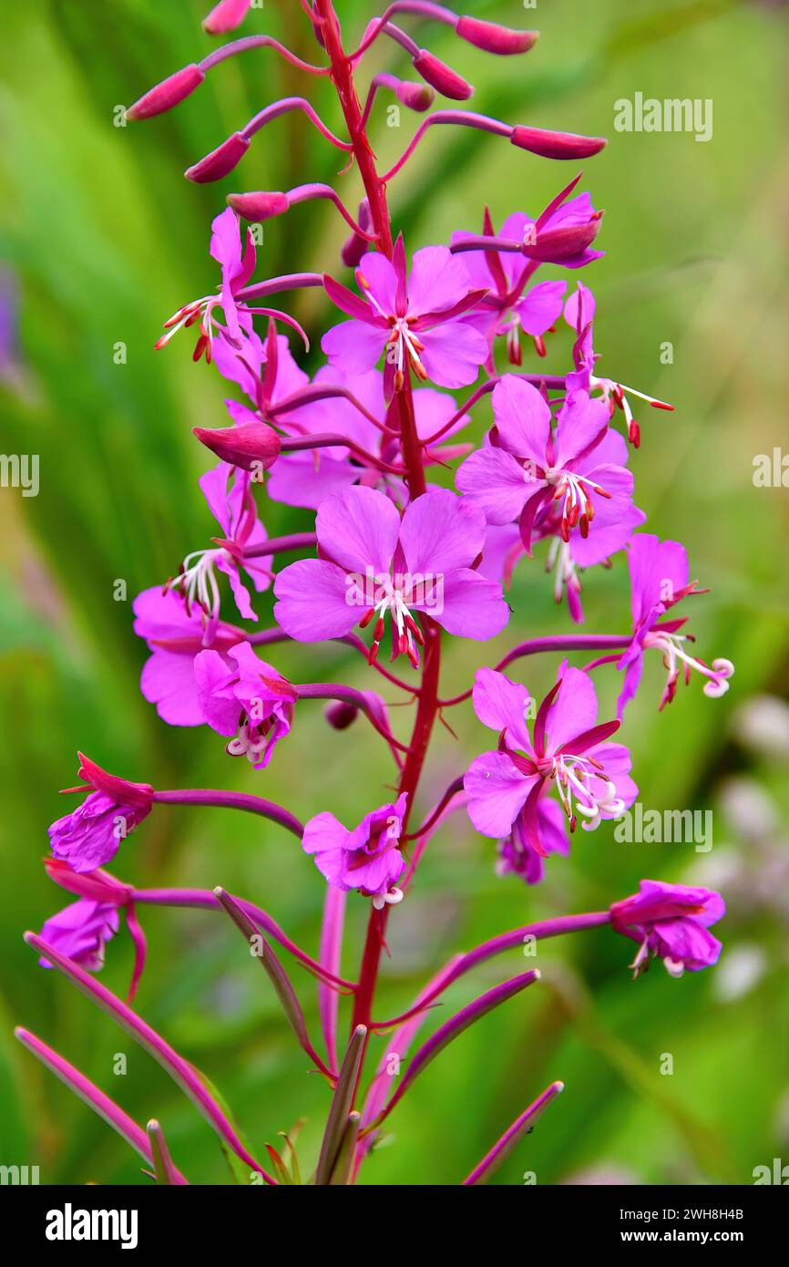 feuerweed, große Weidenweide, Bombweed, Schmalblättriges Weidenröschen, Epilobe en épi, Chamaenerion angustifolium, erdei deréce, Norwegen, Europa Stockfoto