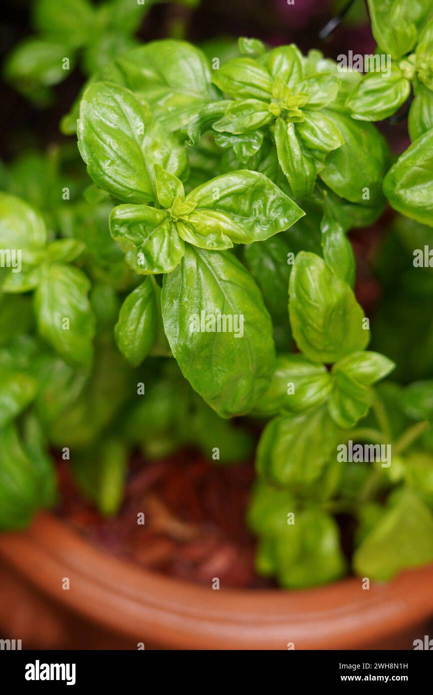 Nahaufnahme von selbst angebautem Küchenkraut Basilikum, das auch als Begleitpflanze in Gemüsegärten verwendet wird. Stockfoto