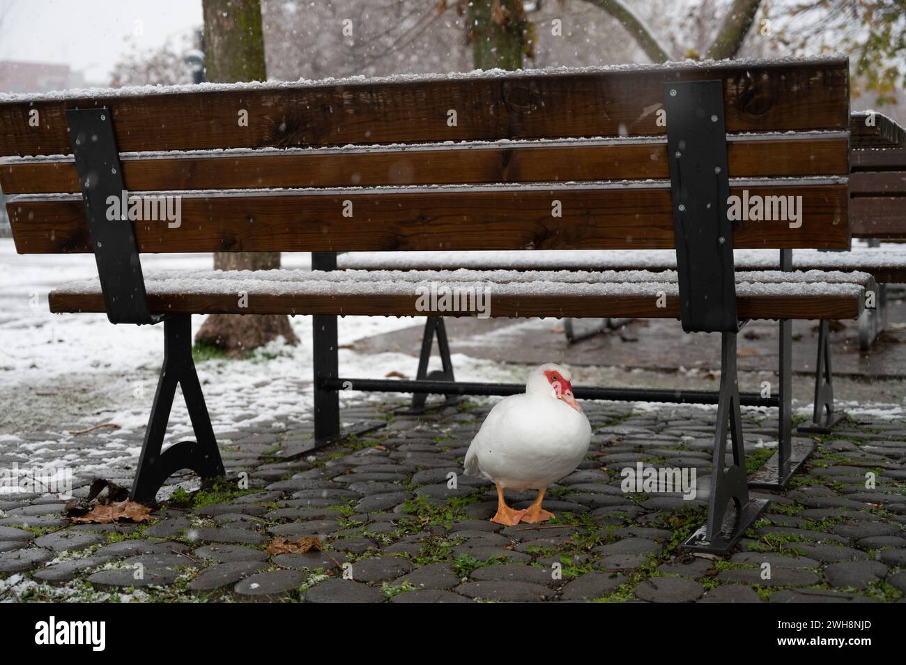 Die weiße Ente flüchtet unter einer Bank bei einem Schneefall in einem öffentlichen Park. Winterzeit und Zuflucht für Tiere. Stockfoto