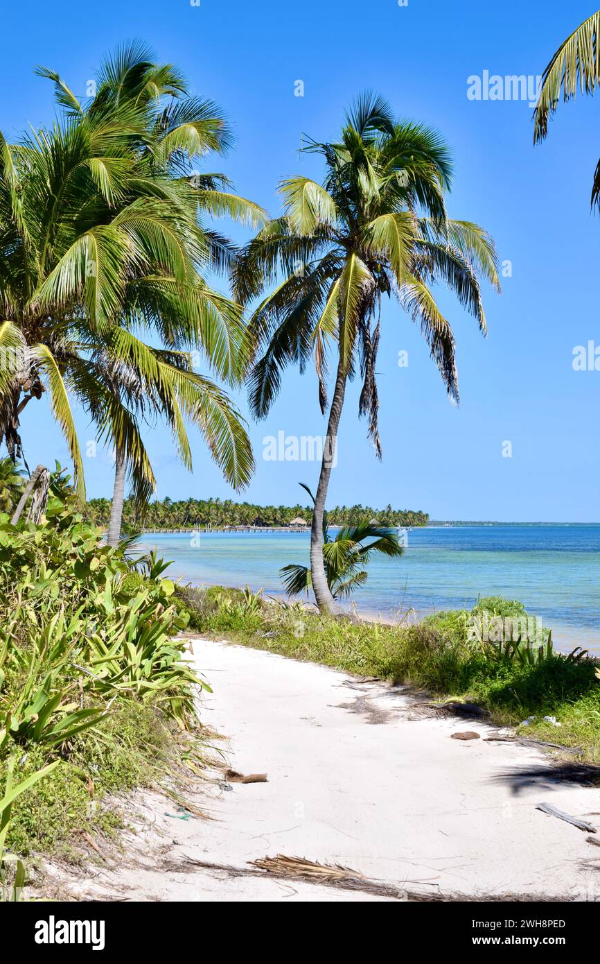 Die sandige, unbefestigte Straße im Norden von Ambergris Caye, Belize, Mittelamerika. Palmen säumen die Straße neben dem türkisblauen Wasser. Stockfoto