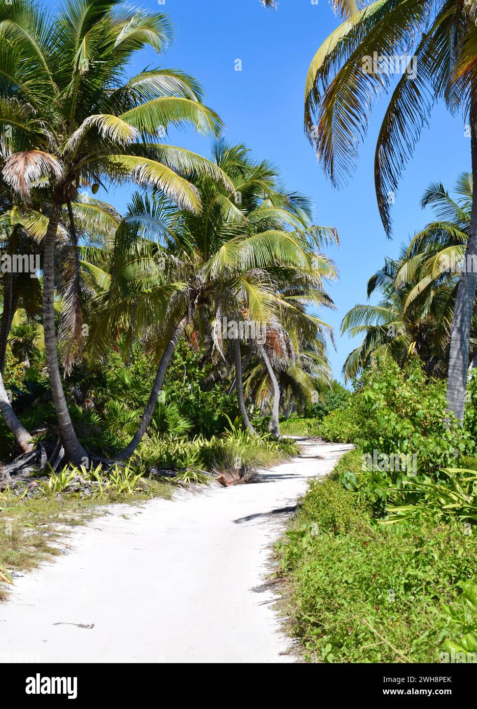 Eine sandige, unbefestigte Straße, gesäumt von Palmen im Norden von Ambergris Caye, Belize, Mittelamerika. Stockfoto