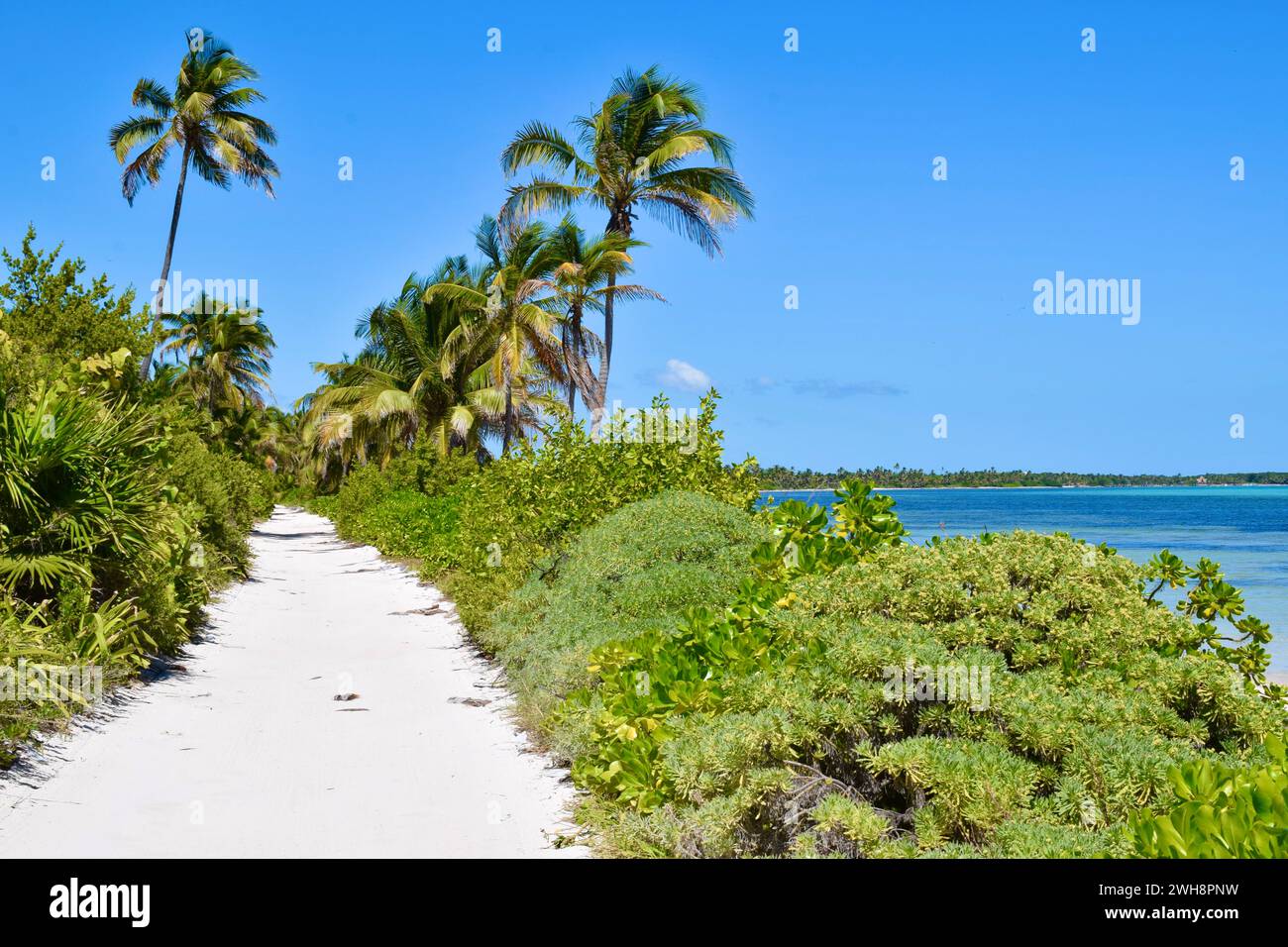 Die sandige, unbefestigte Straße entlang der Küste im Norden von Ambergris Caye, Belize, Mittelamerika. Stockfoto