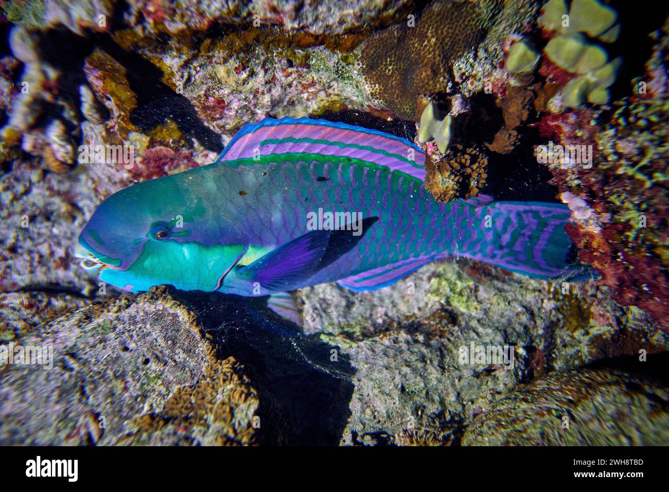 Die Schönheit der Unterwasserwelt - Cetoscarus bicolor, auch bekannt als der zweifarbige Papageienfisch oder Bumphead Papageienfisch - Tauchen im Roten Meer, E Stockfoto