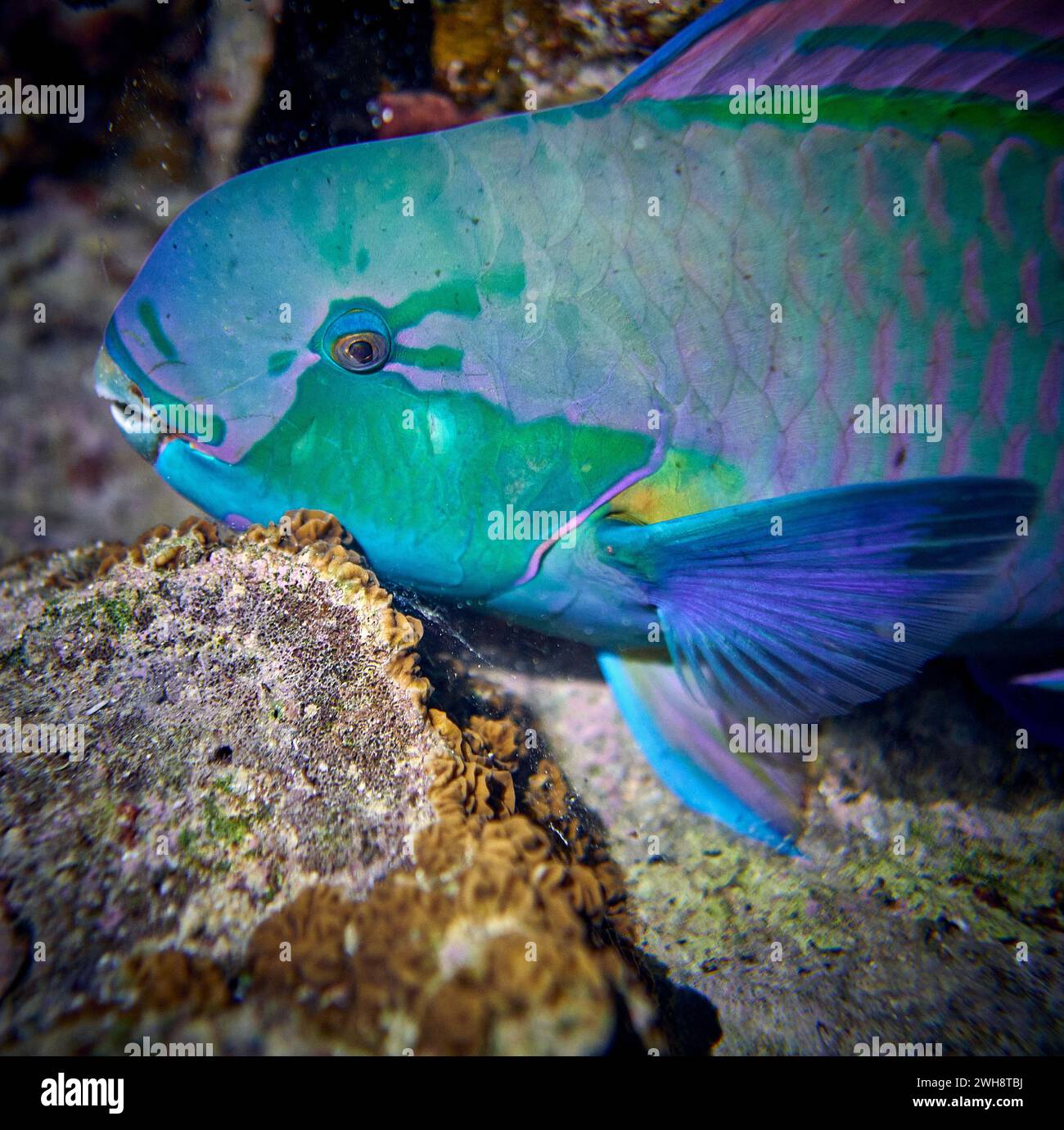 Die Schönheit der Unterwasserwelt - Cetoscarus bicolor, auch bekannt als der zweifarbige Papageienfisch oder Bumphead Papageienfisch - Tauchen im Roten Meer, E Stockfoto