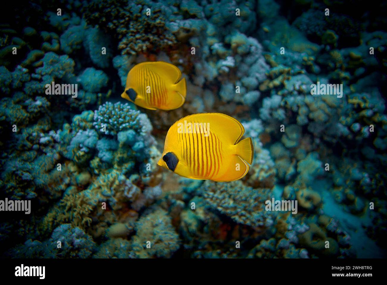 Die Schönheit der Unterwasserwelt - der gelbe Tang (Zebrasoma flavescens), auch bekannt als die Zitronensegelflosse, der gelbe Segelflosse oder düstere Chirurgen Stockfoto