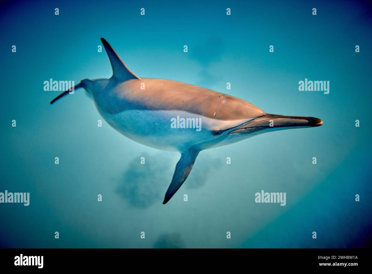 Die Schönheit der Unterwasserwelt - wunderschön schnell und sehr intelligent - der Delfin ist ein aquatisches Säugetier innerhalb der Infrastruktur Cetacea - Scuba divi Stockfoto