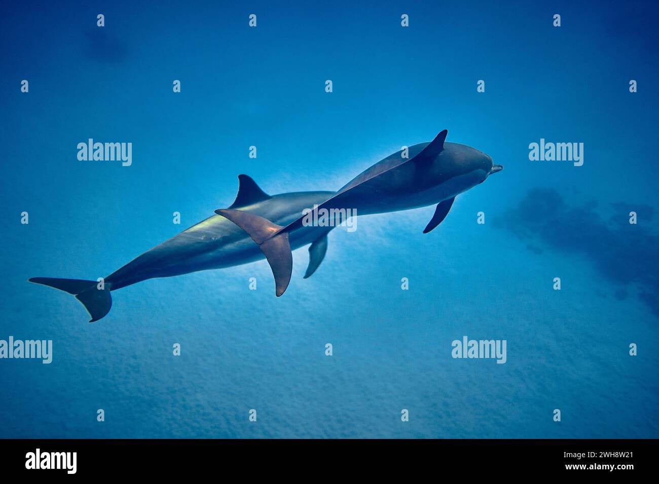 Die Schönheit der Unterwasserwelt - wunderschön schnell und sehr intelligent - der Delfin ist ein aquatisches Säugetier innerhalb der Infrastruktur Cetacea - Scuba divi Stockfoto