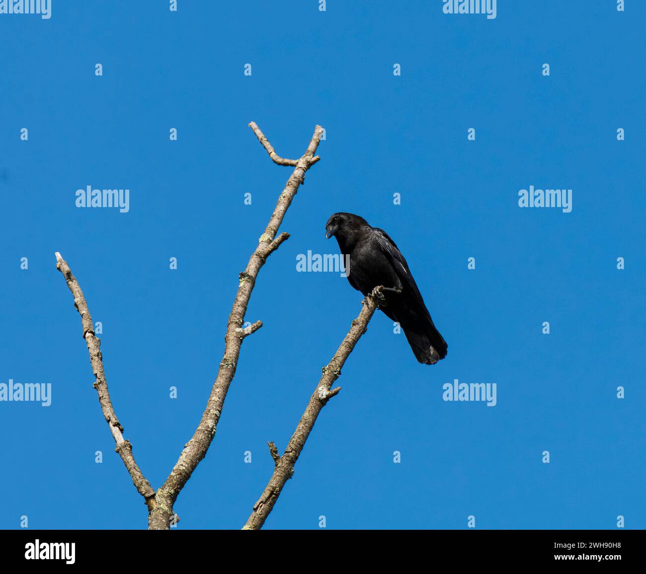 Eine Krähe auf einem Baum mit tiefblauem Himmel im Hintergrund Stockfoto