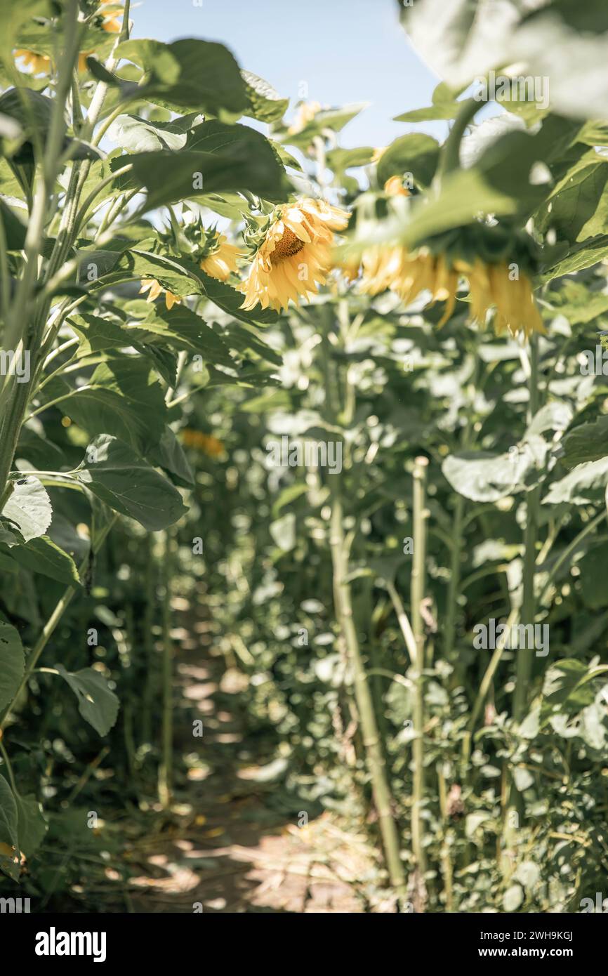 Ein Baldachin aus Buttersonne küsste Sonnenblumen über einem magischen Pfad zum Abenteuer Stockfoto