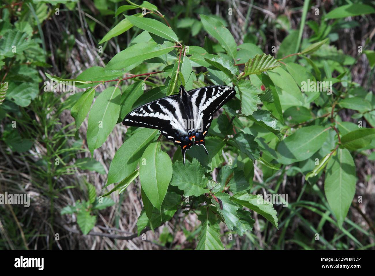 Blasser Schwalbenschwanz (Papilio eurymedon) gelber und schwarzer Schmetterling in den Beartooth Mountains, Montana Stockfoto