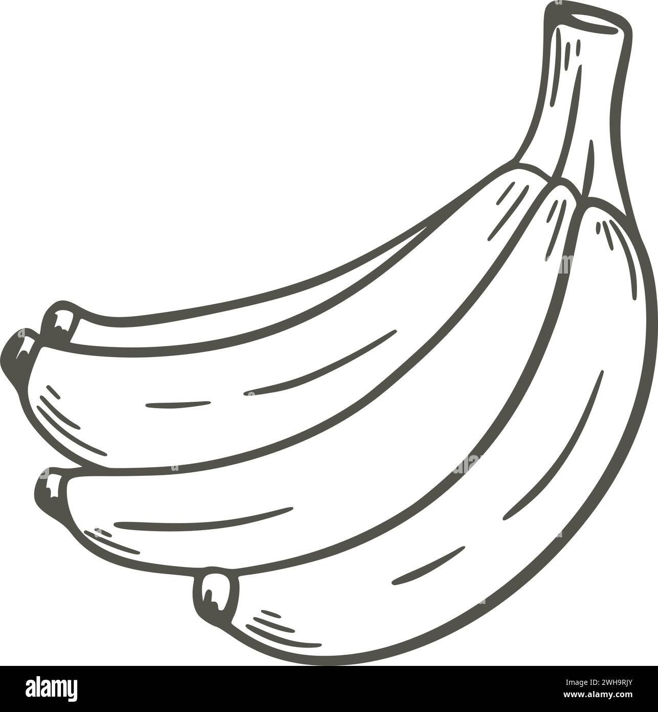 Ein Haufen Bananen-Tusche-Kritzelskizze. Reife saftige Bananen Vintage Handgravur, isolierte Vektor-Illustration. Gesunde Bio-Lebensmittel-Ikone, exotische Tropica Stock Vektor