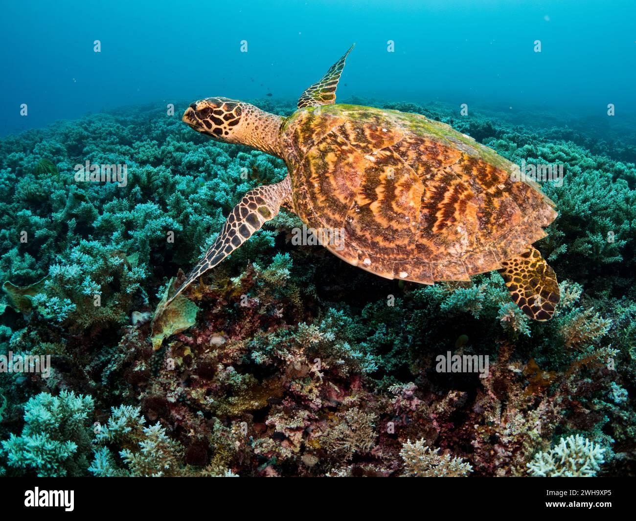 Karettschildkröte, Eretmochelys imbricata, mit gesunden Korallen auf MOSO Island, Vanuatu Stockfoto