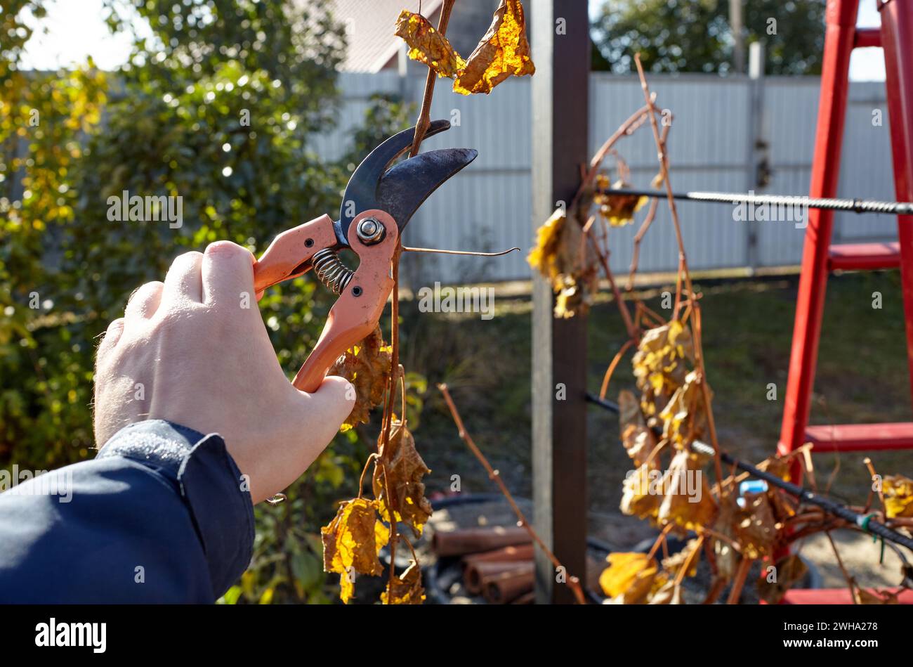 Mann im Garten im Hinterhof. Arbeiterhände mit einer Schere schneiden verwelkende Blätter auf der Weinrebe ab. Saisonale Gartenarbeit, Beschneiden von Pflanzen mit Beschneiungsscheren Stockfoto