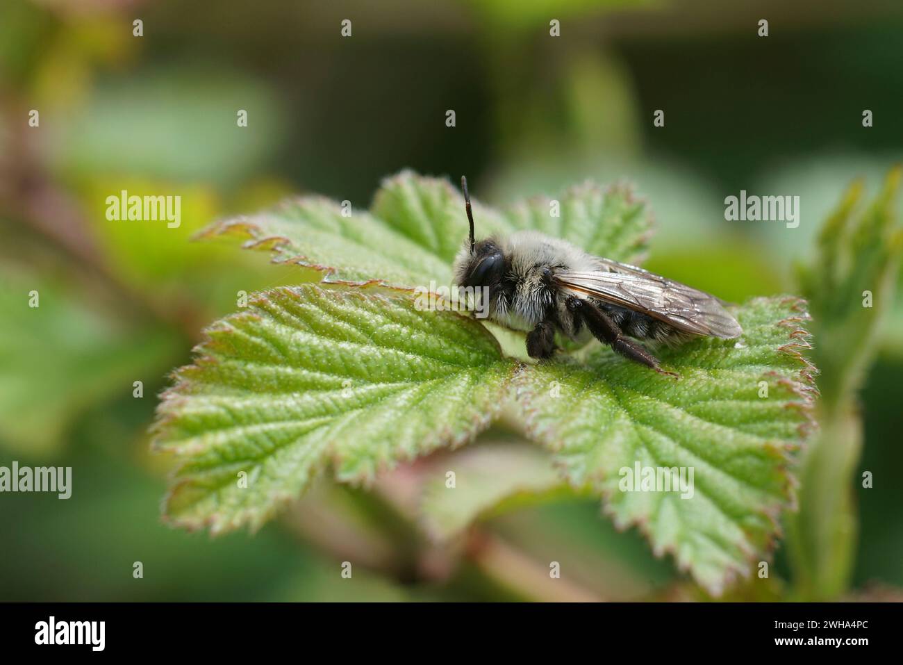 Natürliche Nahaufnahme einer weiblichen Bergbaubiene mit grauem Rücken, Andrena vaga, auf einem grünen Blatt Stockfoto