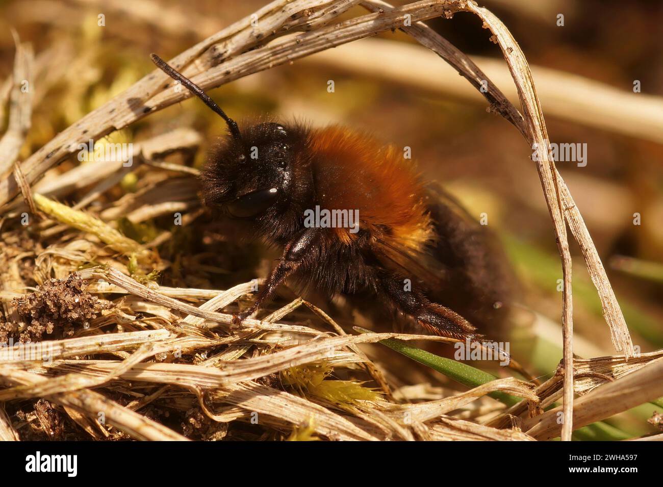 Natürliche Nahaufnahme einer weiblichen Clarke-Bergbaubiene, Andrena Clarkella, die auf dem Boden sitzt Stockfoto