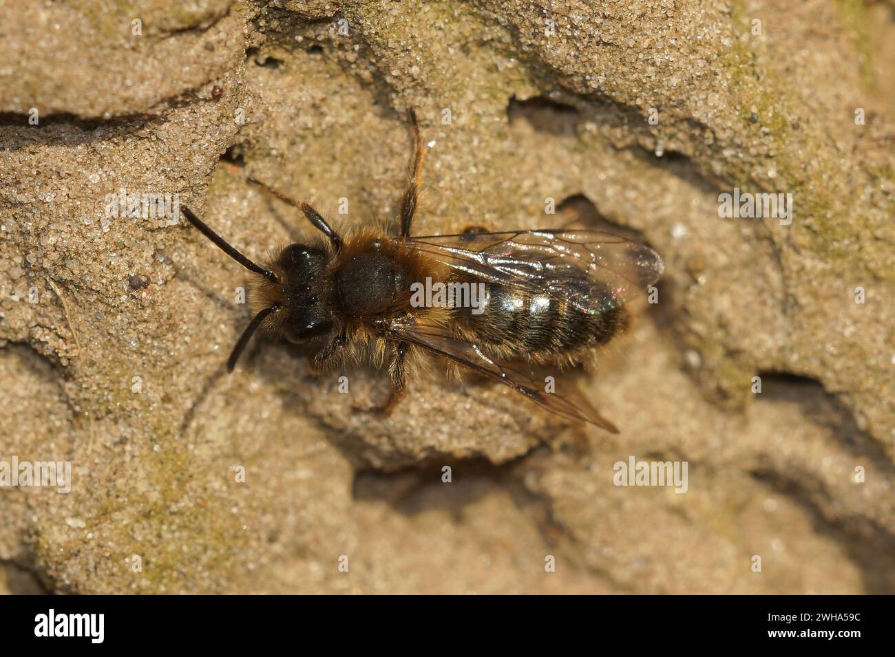 Natürliche Nahaufnahme einer männlichen Clarkes Bergbaubiene, Andrena Clarkella, die auf dem Boden sitzt Stockfoto