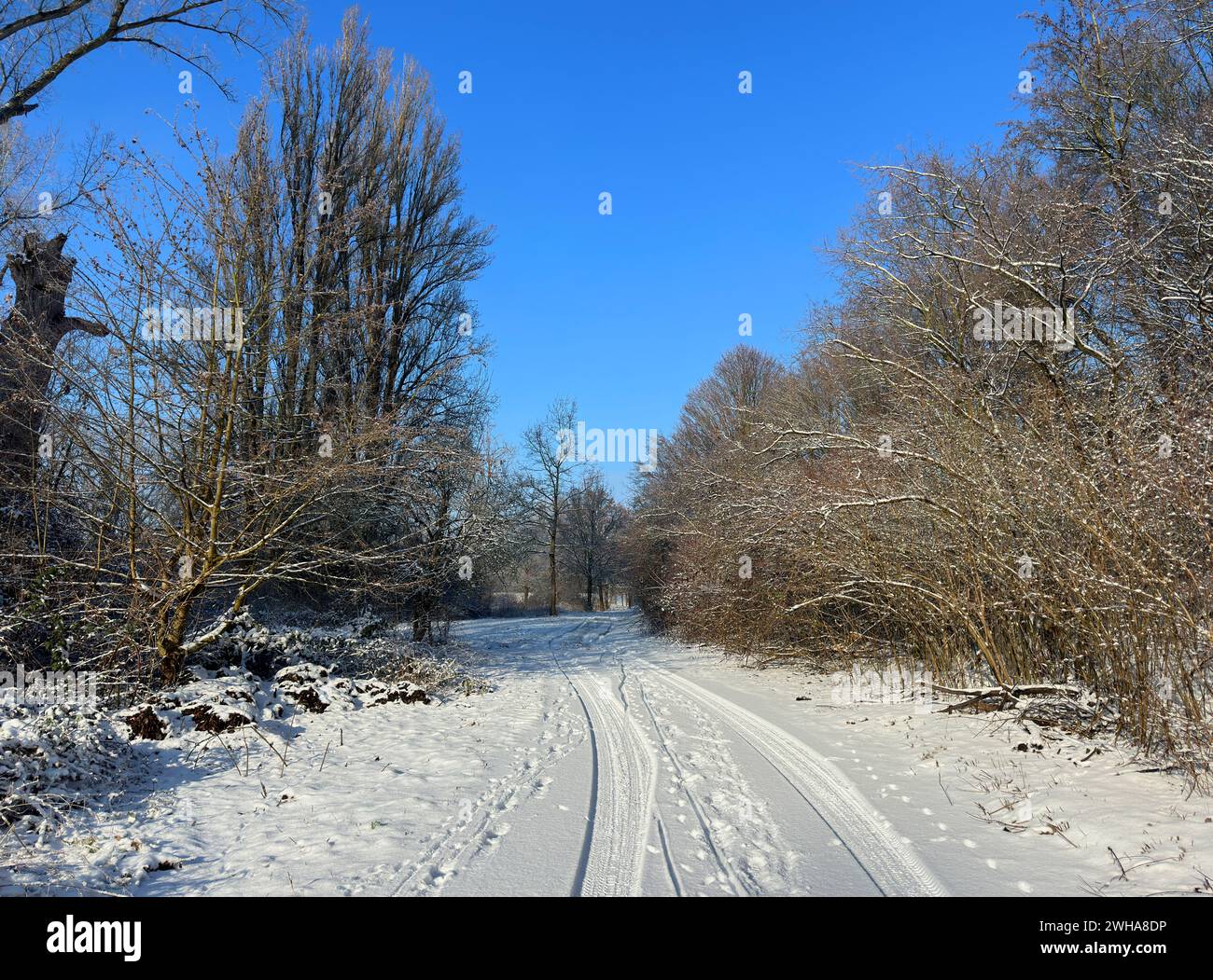 Winterlandschaft mit Schnee und Sonne Stockfoto