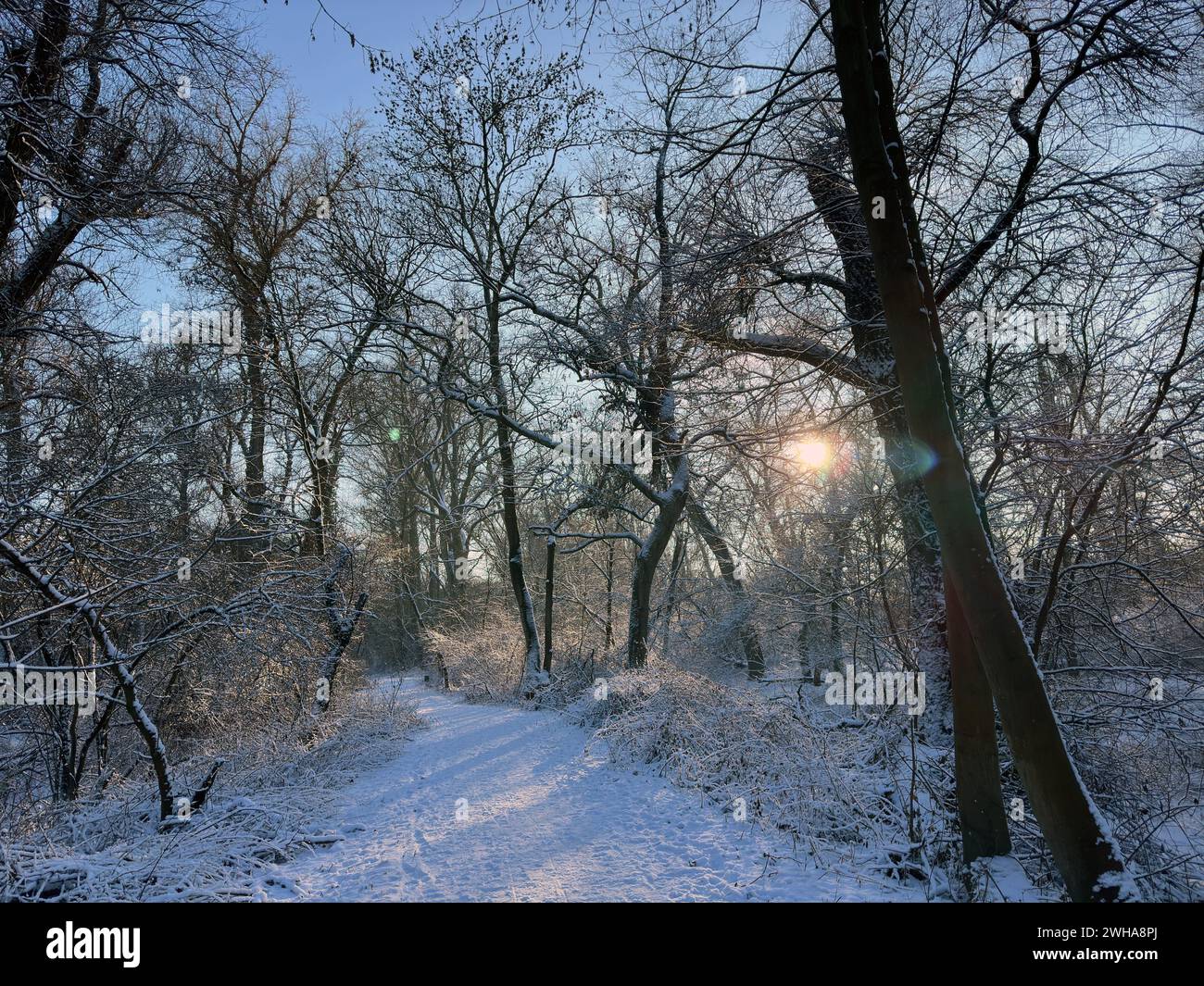 Winterlandschaft mit Schnee und Sonne Stockfoto