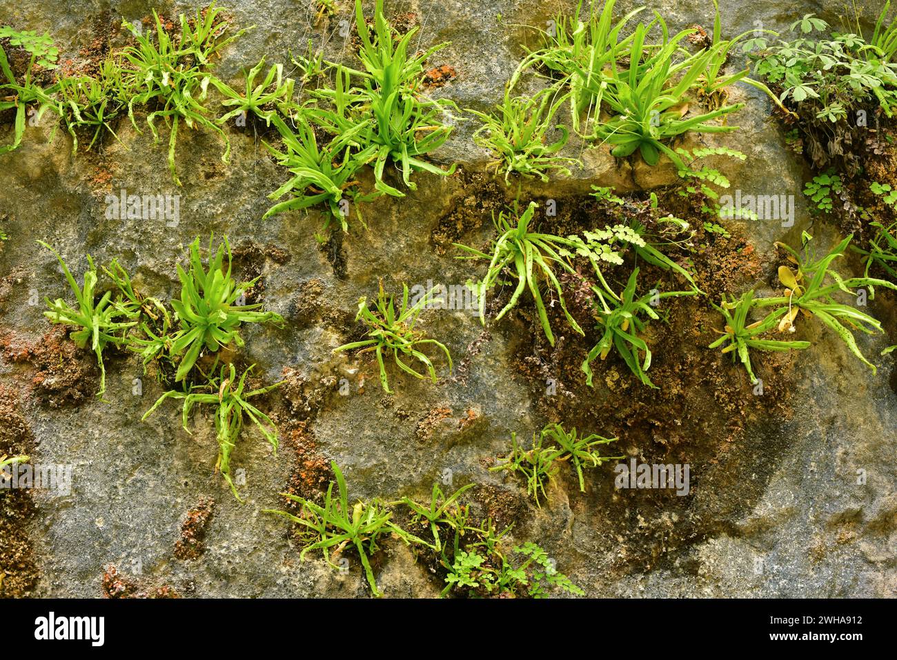 Pinguicula vallisneriifolia ist ein fleischfressendes Kraut, das in der Sierra de Cazorla, Segura y Las Villas, endemisch ist. Dieses Foto wurde in Rio Borosa, Sierra de Caz aufgenommen Stockfoto