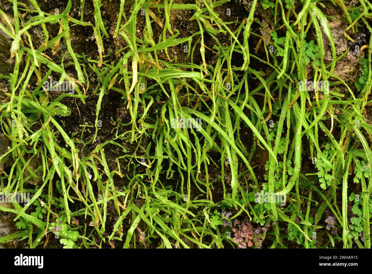 Pinguicula vallisneriifolia ist ein fleischfressendes Kraut, das in der Sierra de Cazorla, Segura y Las Villas, endemisch ist. Dieses Foto wurde in Rio Borosa, Sierra de Caz aufgenommen Stockfoto