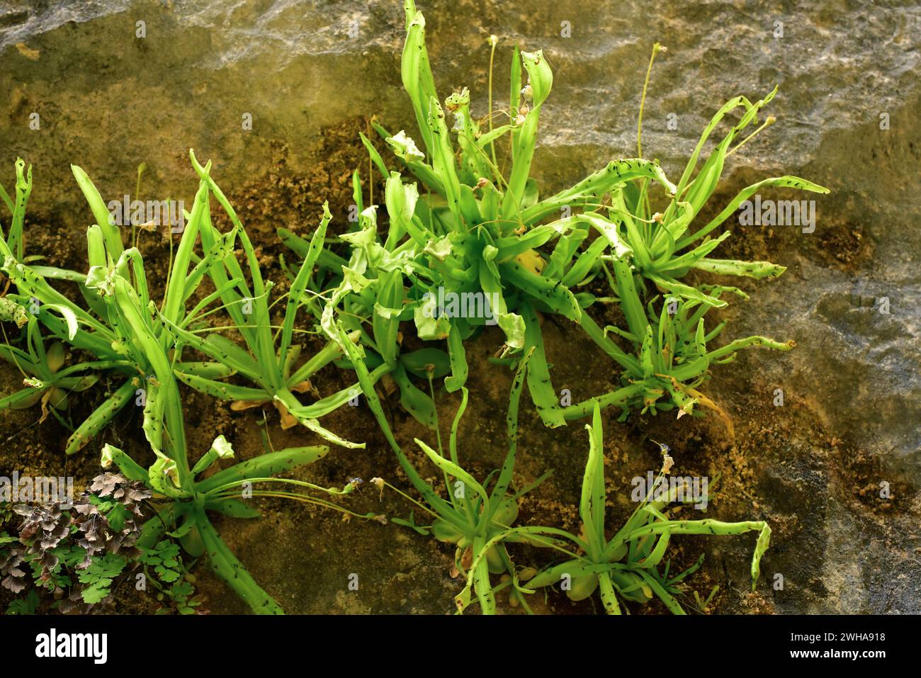 Pinguicula vallisneriifolia ist ein fleischfressendes Kraut, das in der Sierra de Cazorla, Segura y Las Villas, endemisch ist. Dieses Foto wurde in Rio Borosa, Sierra de Caz aufgenommen Stockfoto