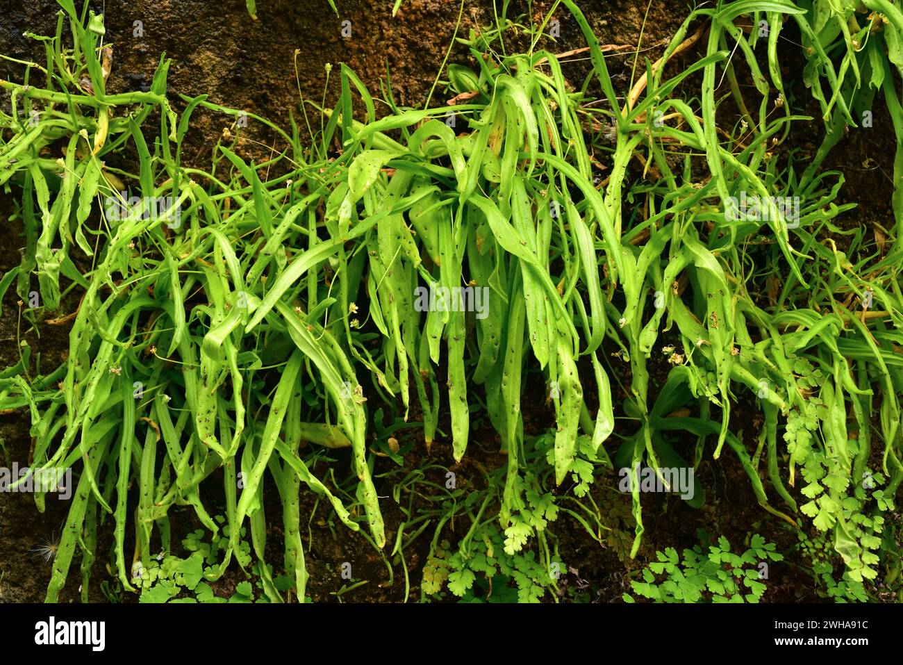 Pinguicula vallisneriifolia ist ein fleischfressendes Kraut, das in der Sierra de Cazorla, Segura y Las Villas, endemisch ist. Dieses Foto wurde in Rio Borosa, Sierra de Caz aufgenommen Stockfoto