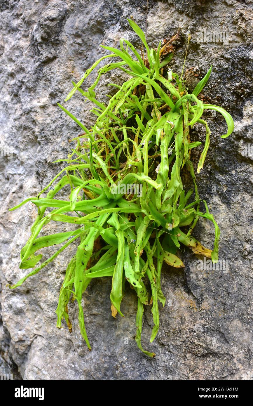 Pinguicula vallisneriifolia ist ein fleischfressendes Kraut, das in der Sierra de Cazorla, Segura y Las Villas, endemisch ist. Dieses Foto wurde in Rio Borosa, Sierra de Caz aufgenommen Stockfoto