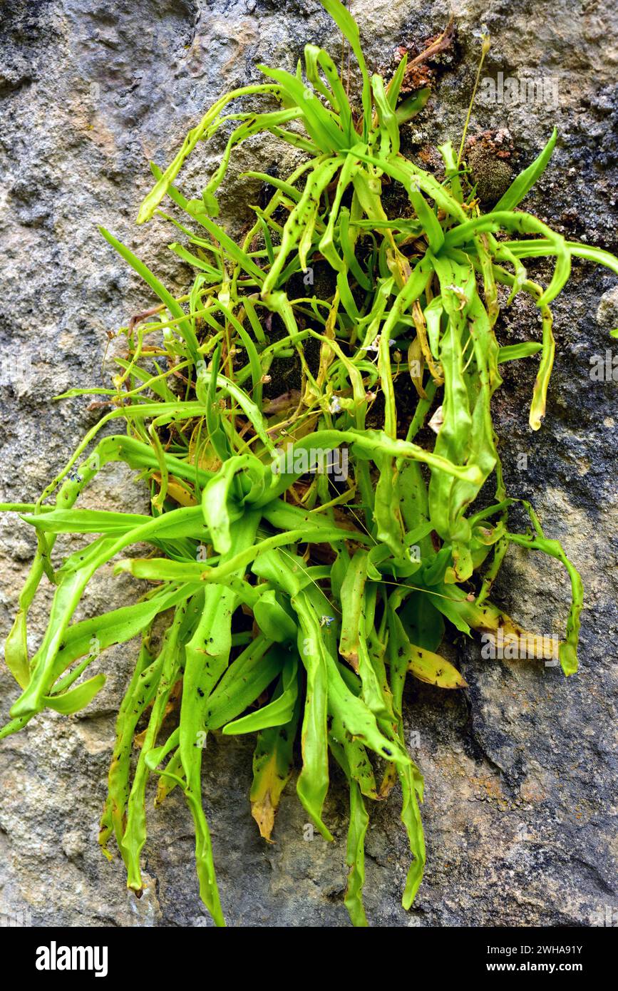 Pinguicula vallisneriifolia ist ein fleischfressendes Kraut, das in der Sierra de Cazorla, Segura y Las Villas, endemisch ist. Dieses Foto wurde in Rio Borosa, Sierra de Caz aufgenommen Stockfoto