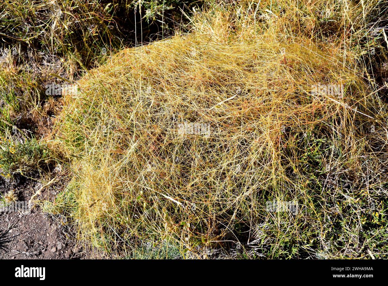 Cuscuta triumvirati ist ein Parasit, der in Sierras Beticas und Atlas (Marokko) endemisch ist. Dieses Foto wurde in Las Alpujarras, Sierra Nevada, Granada aufgenommen Stockfoto