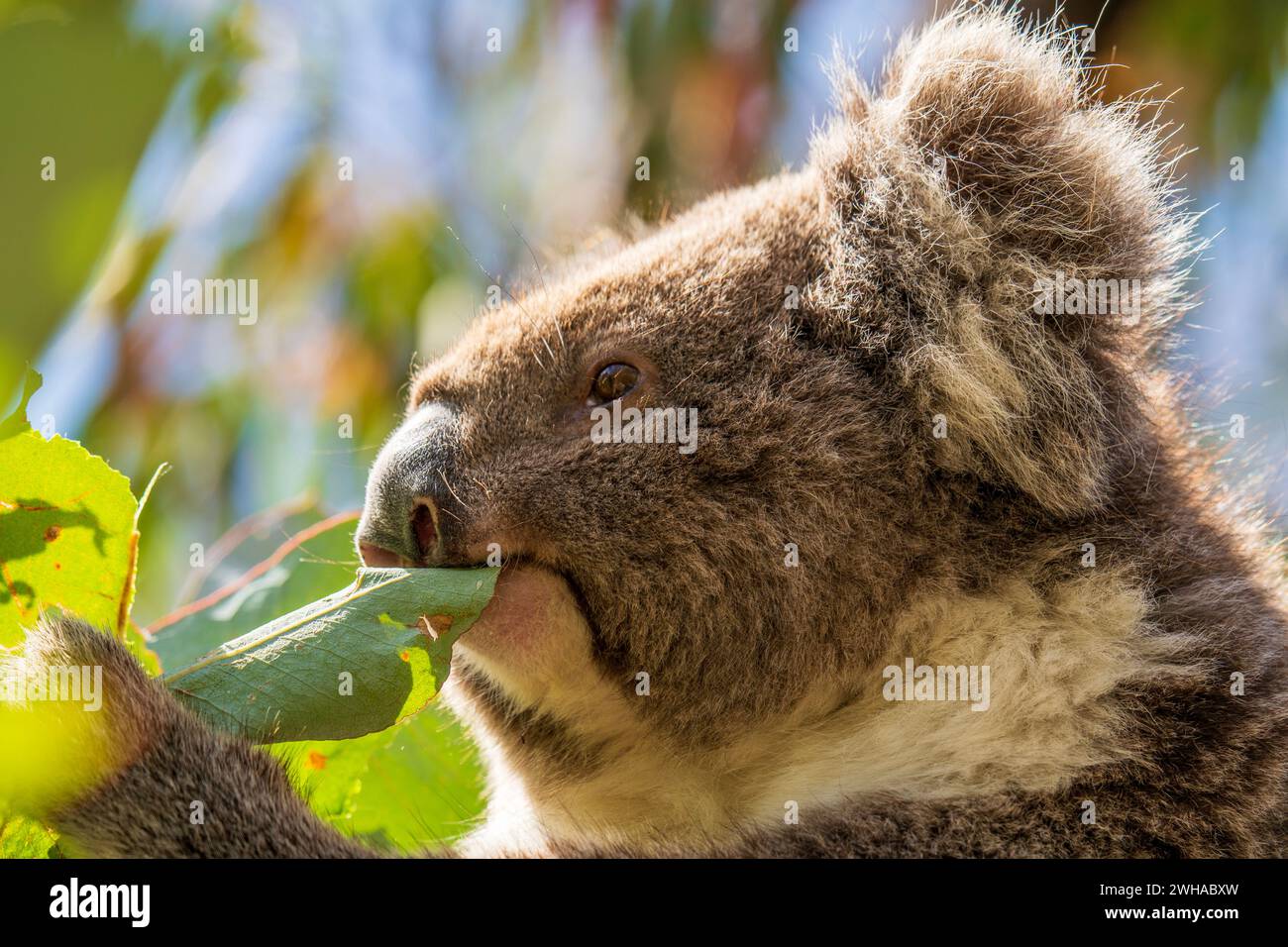 Koala isst Blätter in der Wildnis. Hanson Bay, Kangaroo Island, South Australia. Stockfoto