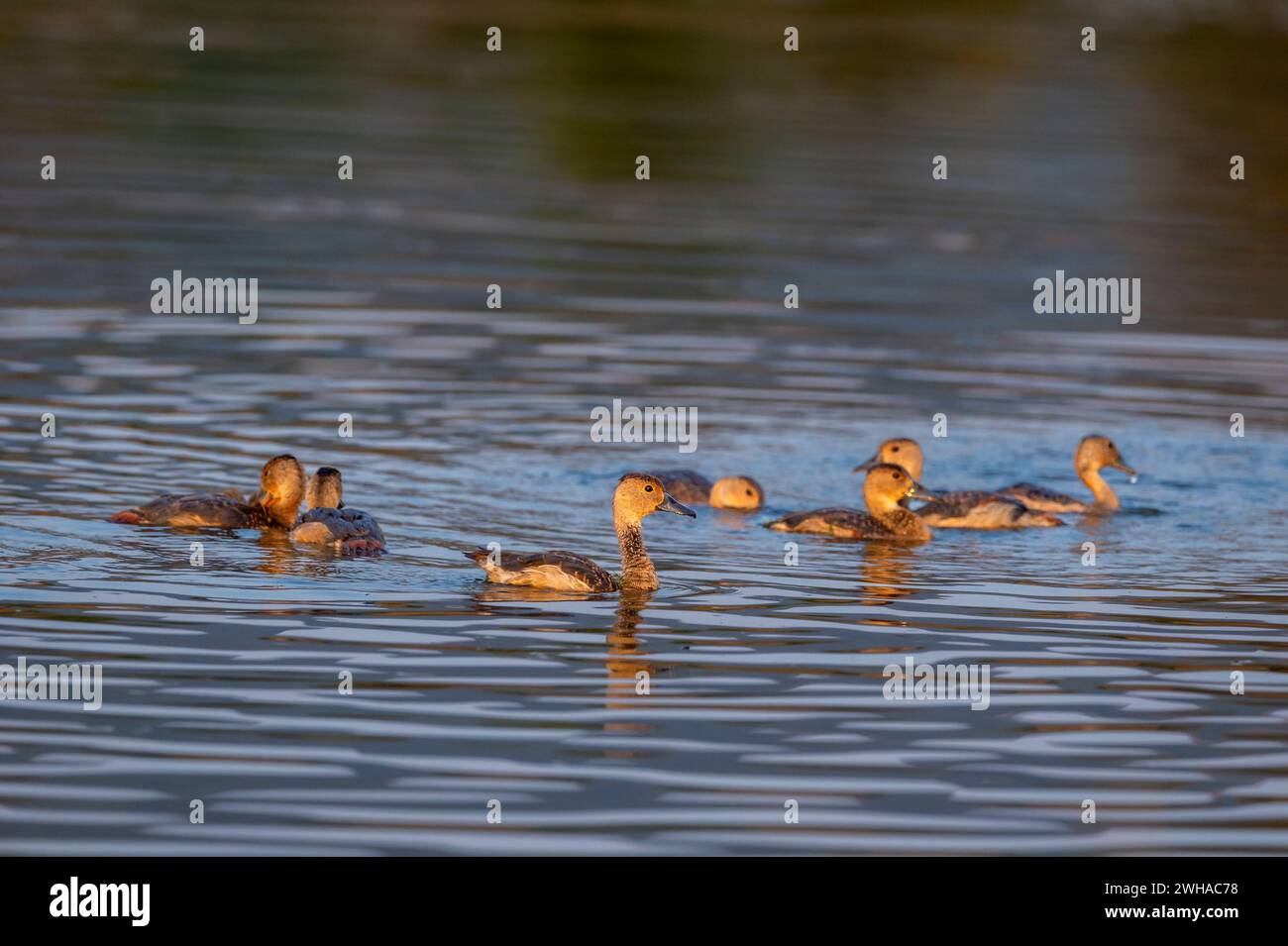 Kleine pfeifende Ente oder indische pfeifende Ente oder weniger pfeifende Petrol Familienherde von Vögeln im Wasser Golden Hour Licht während der Wintersaison Keoladeo Stockfoto