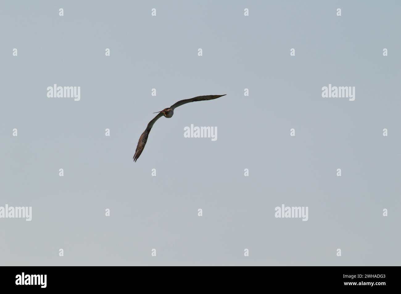 Raubvogel schwingen über den Strand in Byron Bay, Australien Stockfoto