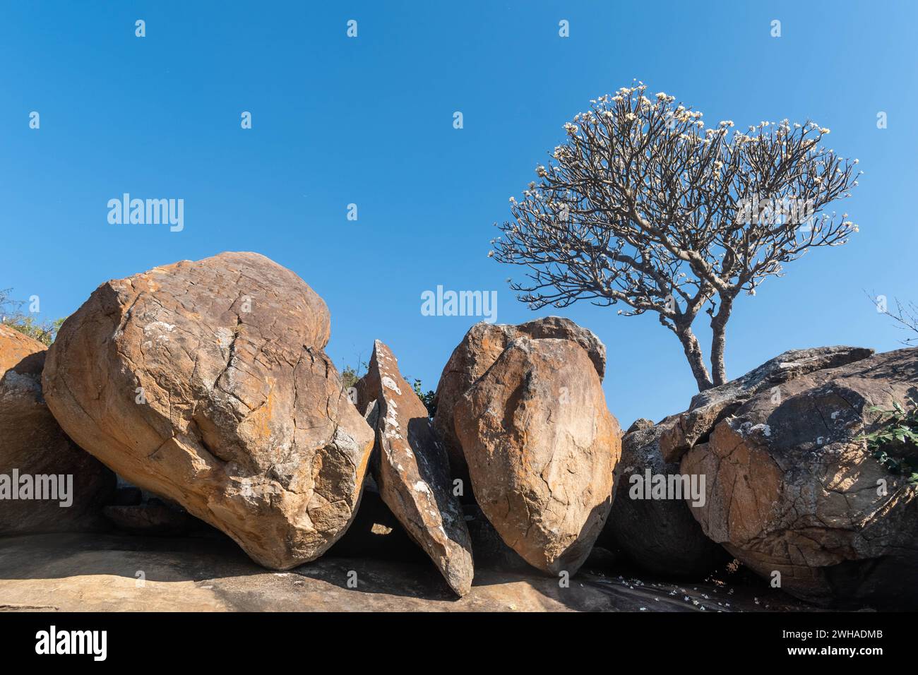 Eine hoch aufragende Felsformation dient als Kulisse für einen markanten Baum in Shravanabelagola, Indien. Stockfoto